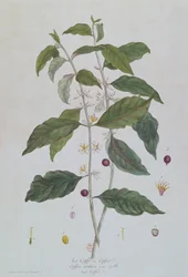 Coffea Arabica (kaffe) botanisk tallrik från 